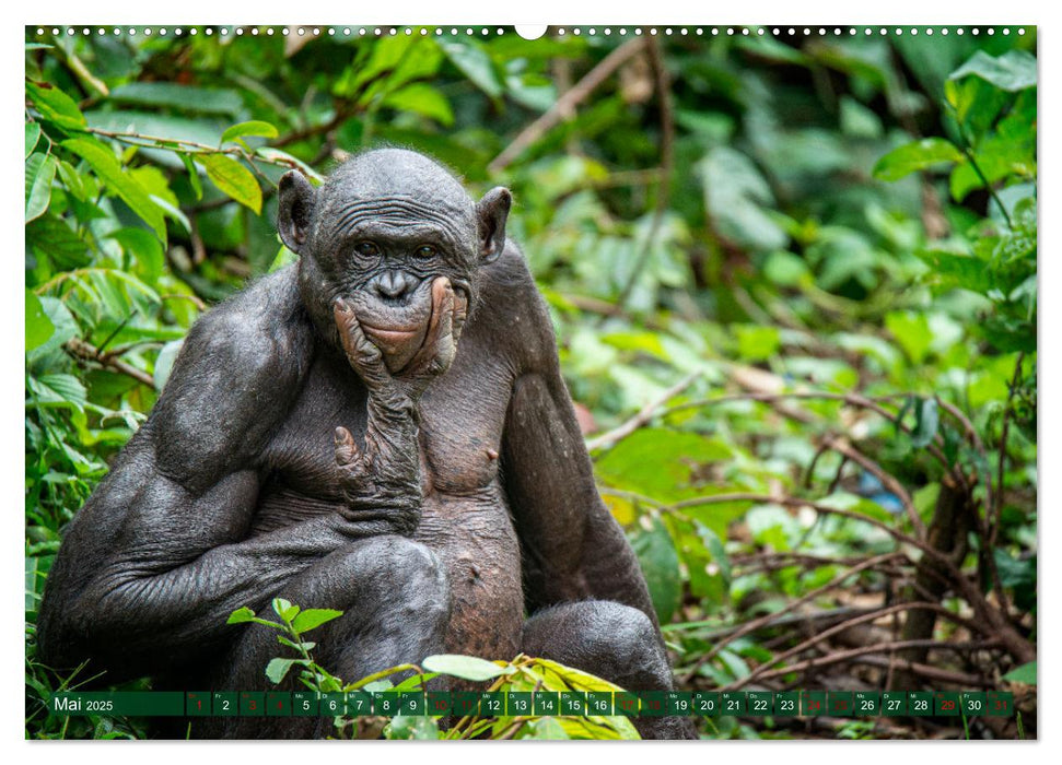 KONGO - das dunkle Herz Afrikas (CALVENDO Premium Wandkalender 2025)