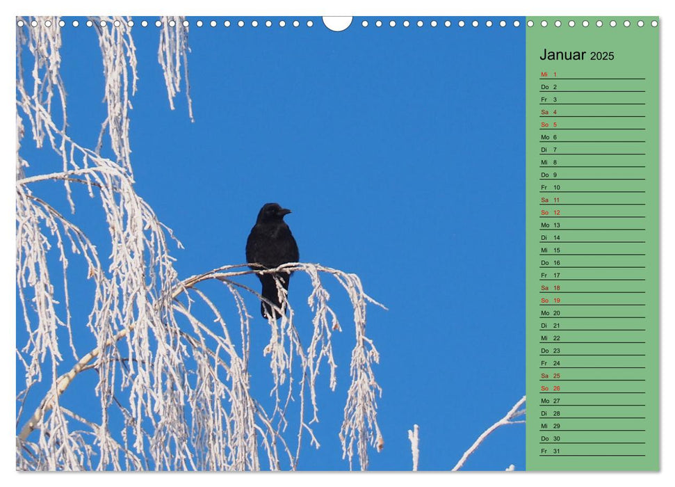 Heimische Vögel und Insekten in Wald und Flur (CALVENDO Wandkalender 2025)