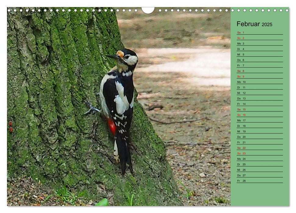 Heimische Vögel und Insekten in Wald und Flur (CALVENDO Wandkalender 2025)