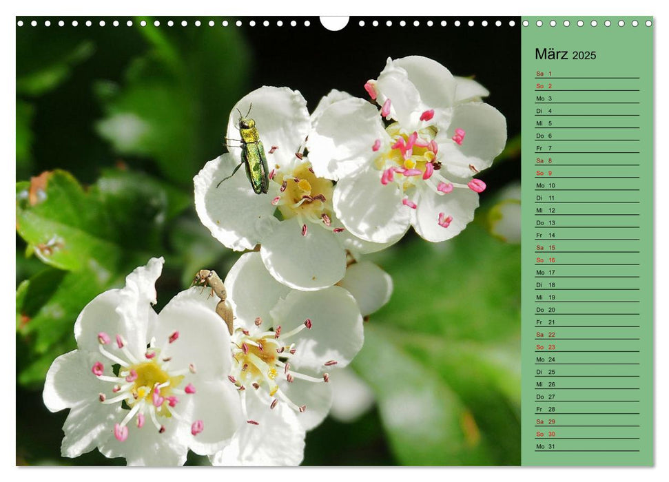 Heimische Vögel und Insekten in Wald und Flur (CALVENDO Wandkalender 2025)