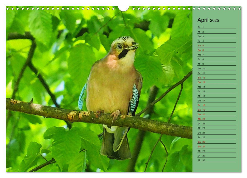 Heimische Vögel und Insekten in Wald und Flur (CALVENDO Wandkalender 2025)