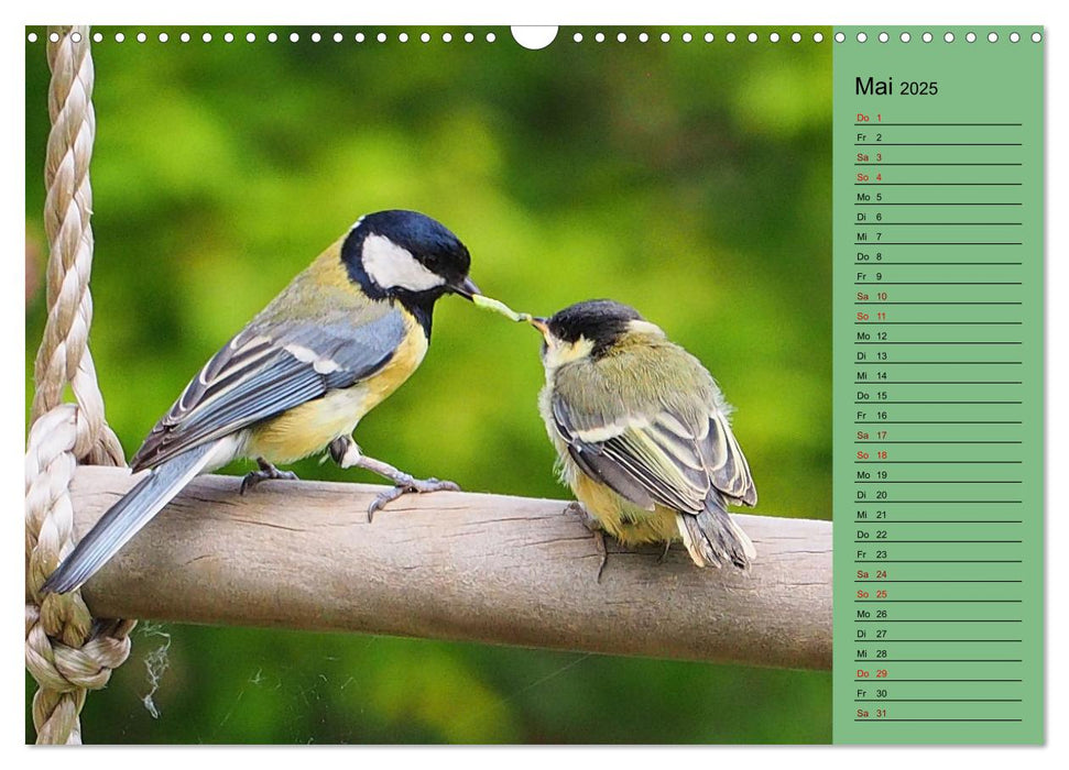 Heimische Vögel und Insekten in Wald und Flur (CALVENDO Wandkalender 2025)