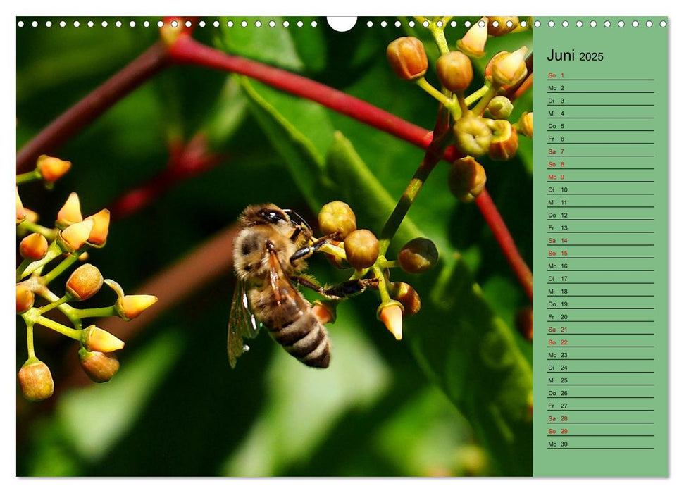 Heimische Vögel und Insekten in Wald und Flur (CALVENDO Wandkalender 2025)