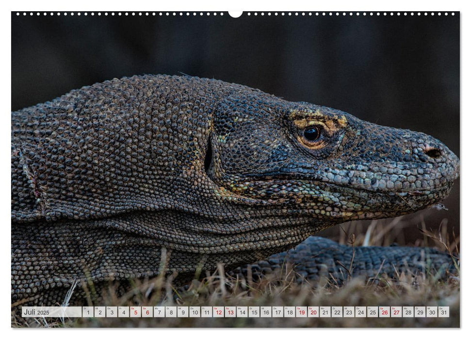 Drachen: Geheimnisvolles Tierreich (CALVENDO Premium Wandkalender 2025)