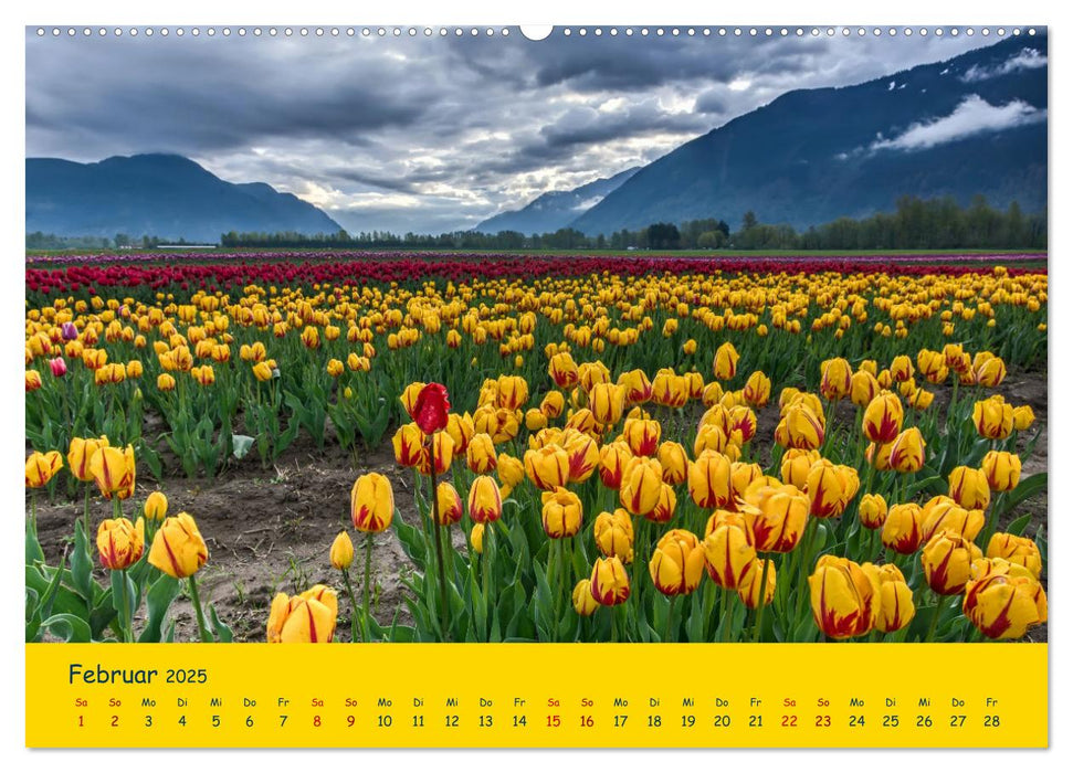 Tulpentraum (CALVENDO Premium Wandkalender 2025)