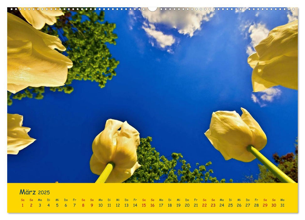 Tulpentraum (CALVENDO Premium Wandkalender 2025)