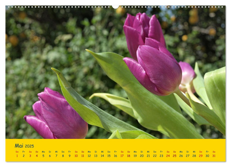 Tulpentraum (CALVENDO Premium Wandkalender 2025)