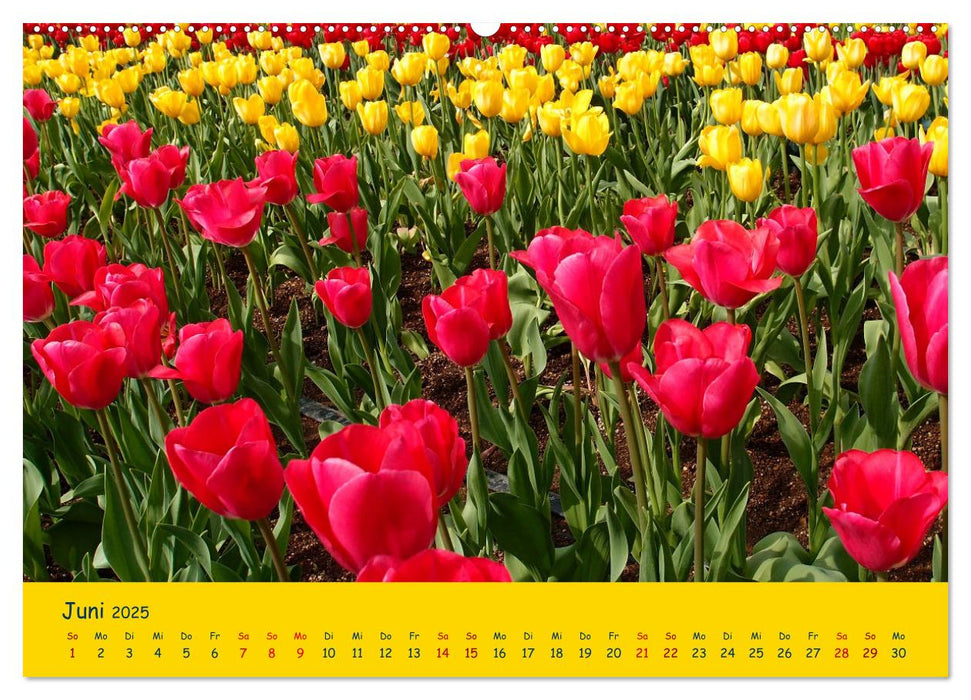 Tulpentraum (CALVENDO Premium Wandkalender 2025)