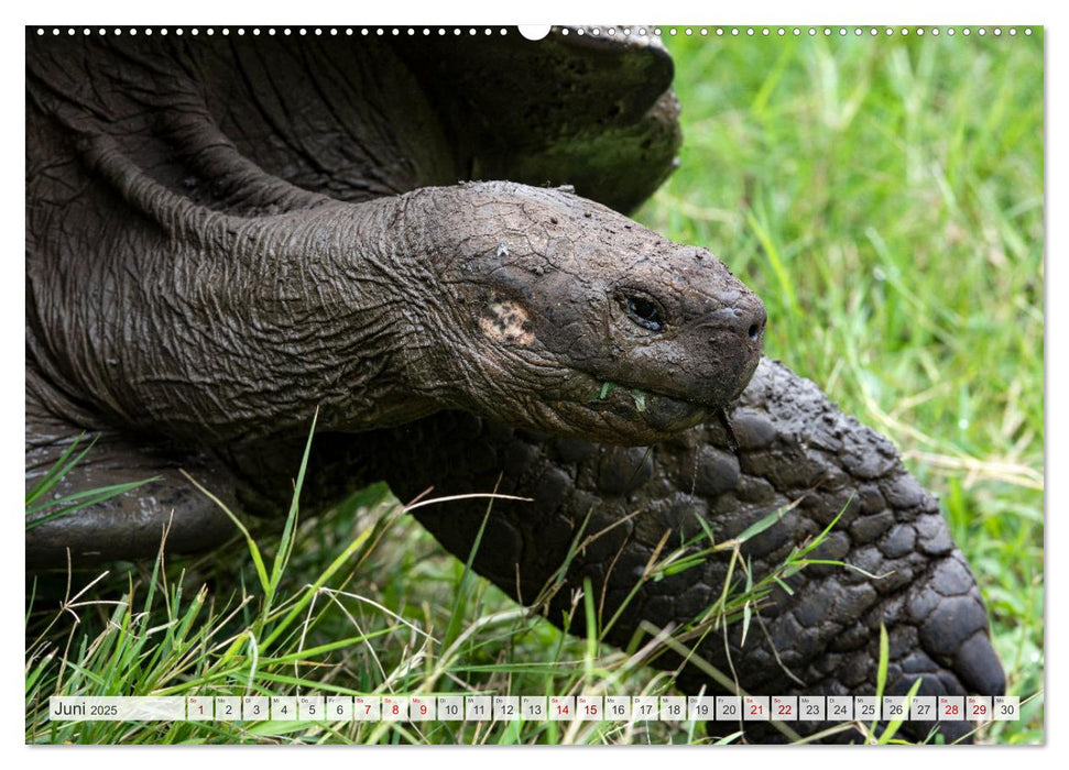 Die faszinierende Tierwelt der Galapagos-Inseln (CALVENDO Premium Wandkalender 2025)