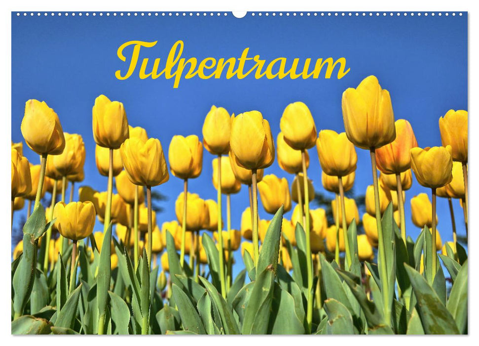 Tulpentraum (CALVENDO Wandkalender 2025)