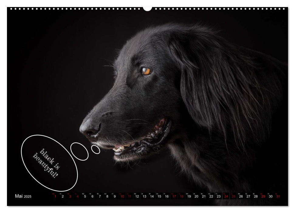 Hundeportraits, Hunde sind unsere besten Freunde by VogtArt (CALVENDO Premium Wandkalender 2025)