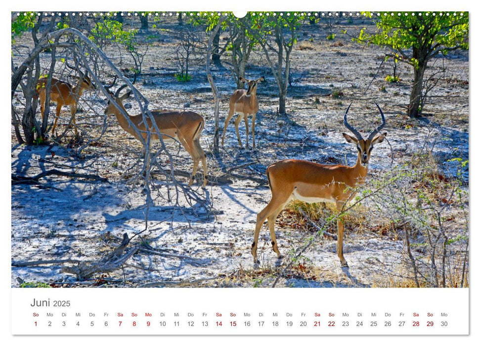 Namibia - Land im Süden Afrikas (CALVENDO Wandkalender 2025)