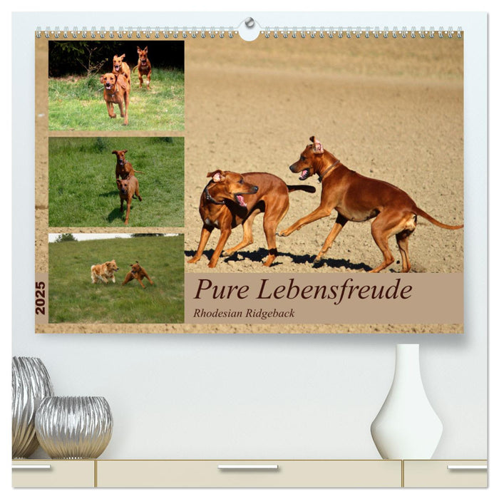 Rhodesian Ridgeback, Pure Lebensfreude (CALVENDO Premium Wandkalender 2025)