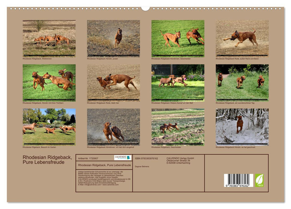 Rhodesian Ridgeback, Pure Lebensfreude (CALVENDO Premium Wandkalender 2025)