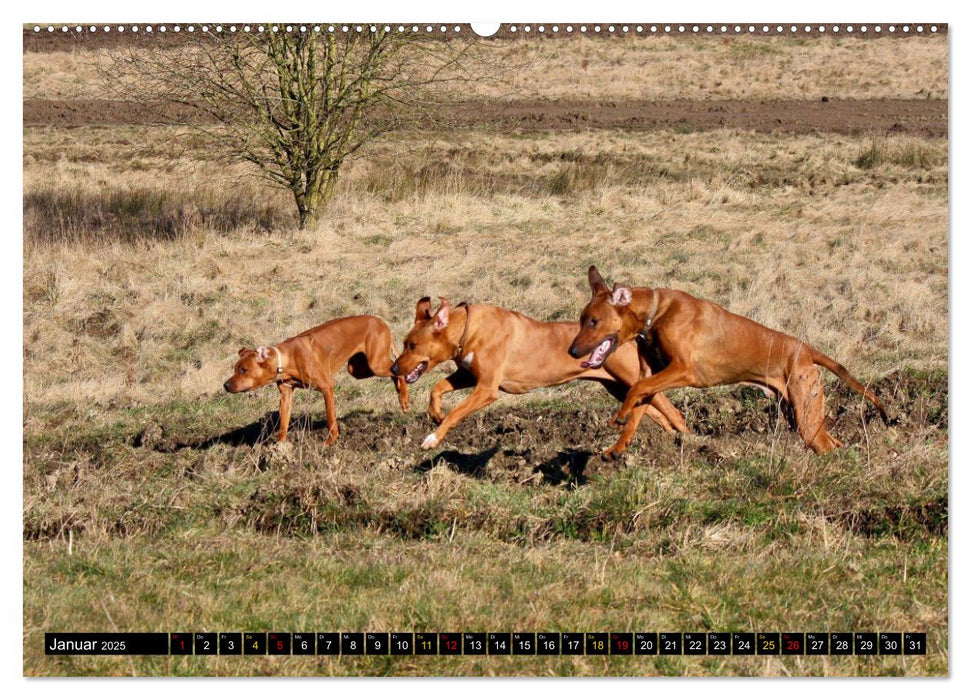 Rhodesian Ridgeback, Pure Lebensfreude (CALVENDO Premium Wandkalender 2025)