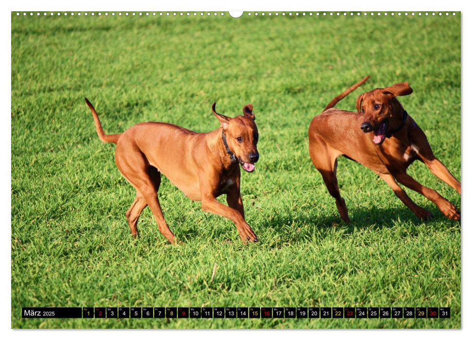 Rhodesian Ridgeback, Pure Lebensfreude (CALVENDO Premium Wandkalender 2025)