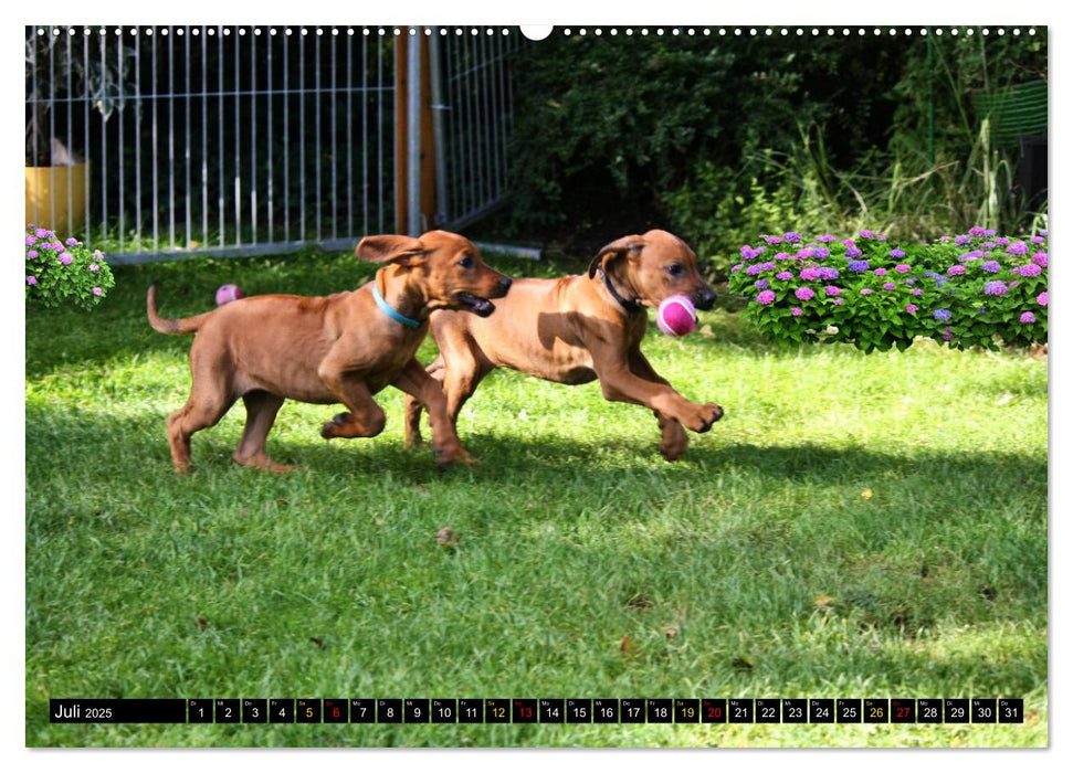 Rhodesian Ridgeback, Pure Lebensfreude (CALVENDO Premium Wandkalender 2025)