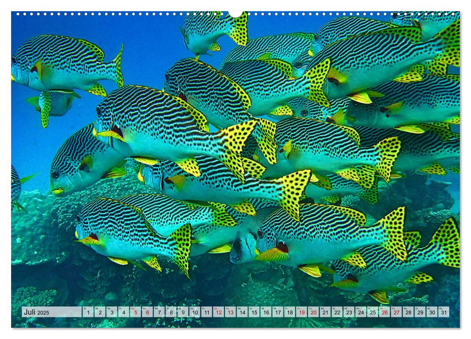Abenteuer Riff - bunte Unterwasserwelt (CALVENDO Premium Wandkalender 2025)