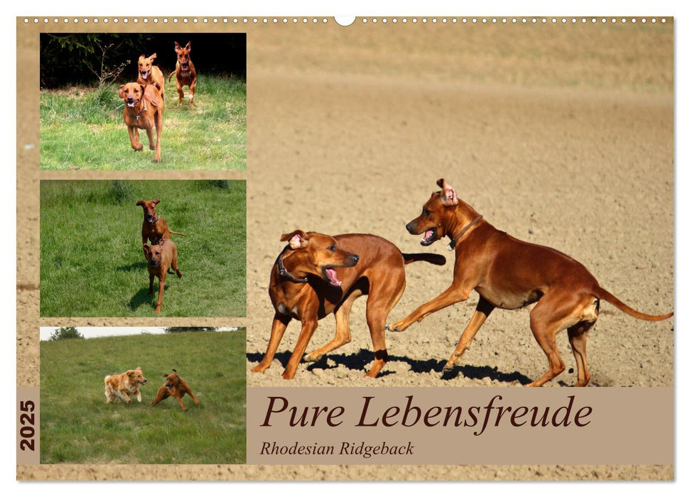 Rhodesian Ridgeback, Pure Lebensfreude (CALVENDO Wandkalender 2025)