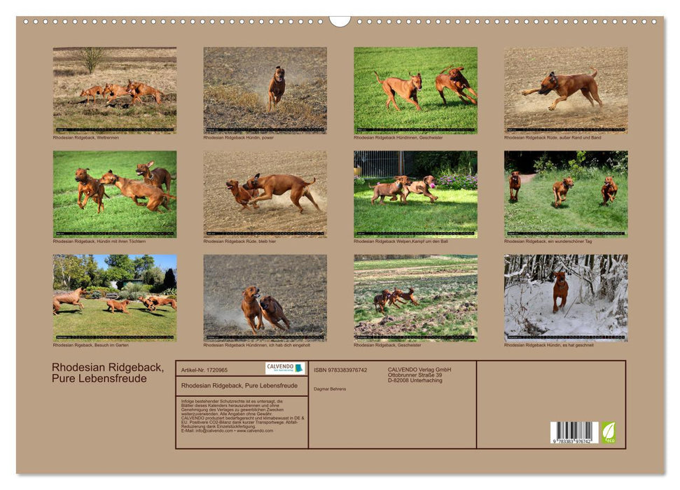 Rhodesian Ridgeback, Pure Lebensfreude (CALVENDO Wandkalender 2025)