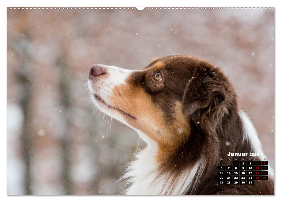 Hunde, unsere treuen Begleiter durch's Leben. (CALVENDO Premium Wandkalender 2025)