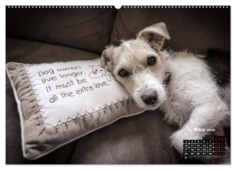 Hunde, unsere treuen Begleiter durch's Leben. (CALVENDO Premium Wandkalender 2025)