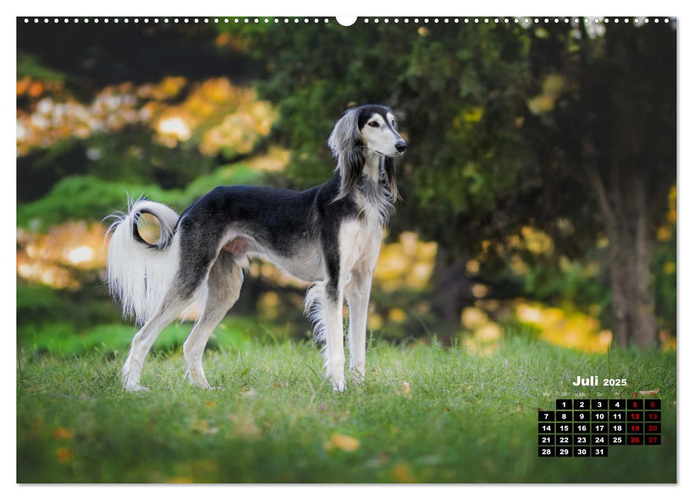 Hunde, unsere treuen Begleiter durch's Leben. (CALVENDO Premium Wandkalender 2025)