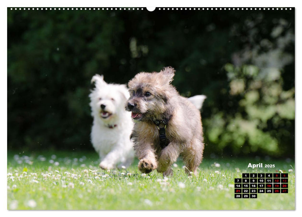 Hunde, unsere treuen Begleiter durch's Leben. (CALVENDO Wandkalender 2025)