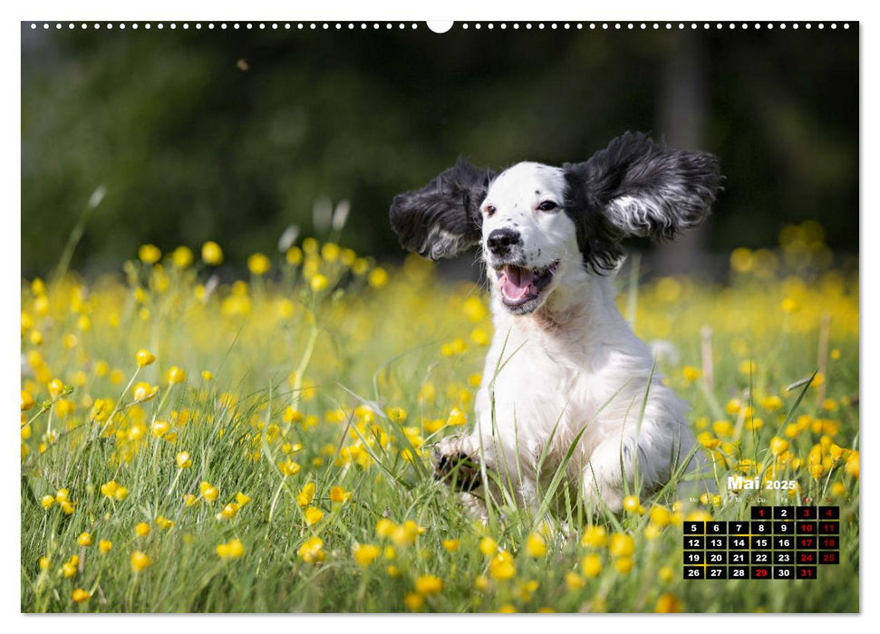 Hunde, unsere treuen Begleiter durch's Leben. (CALVENDO Wandkalender 2025)