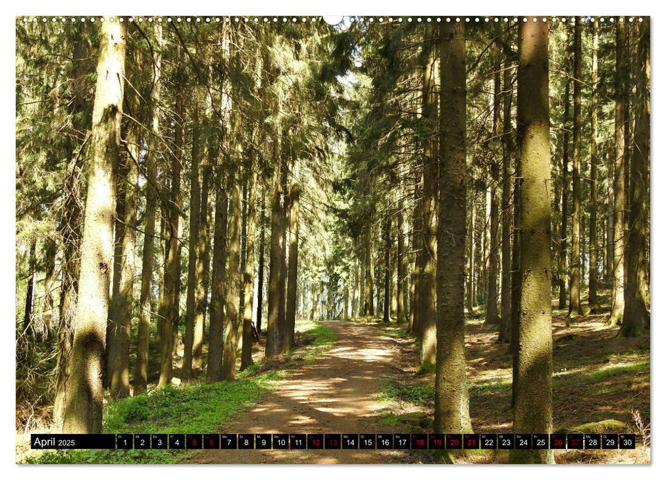 Naturwunder Wald (CALVENDO Premium Wandkalender 2025)