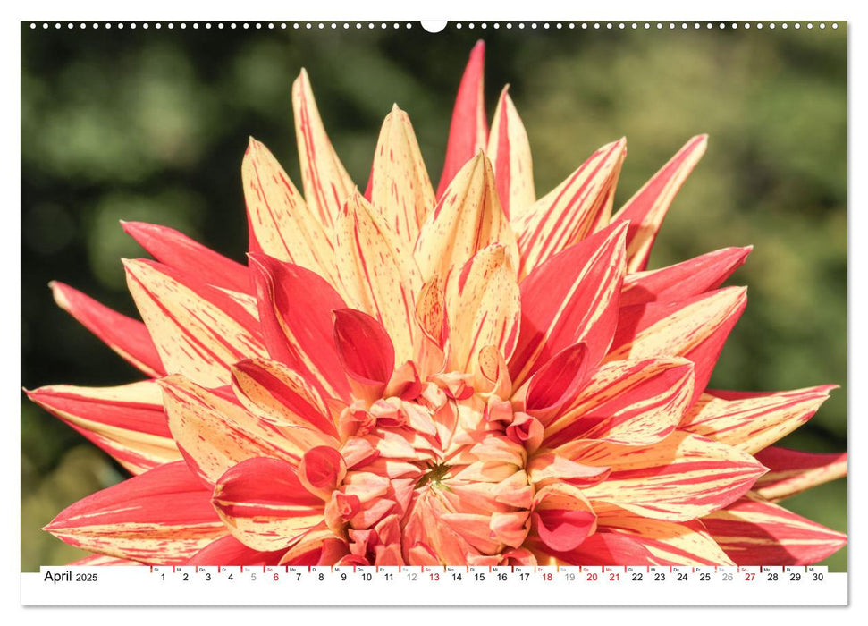 Dahlien-Kronen (CALVENDO Premium Wandkalender 2025)