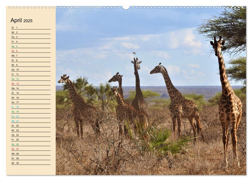 Verrückt nach Safari Verrückt nach Abenteuer in Kenia (CALVENDO Premium Wandkalender 2025)