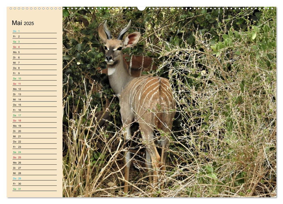 Verrückt nach Safari Verrückt nach Abenteuer in Kenia (CALVENDO Premium Wandkalender 2025)