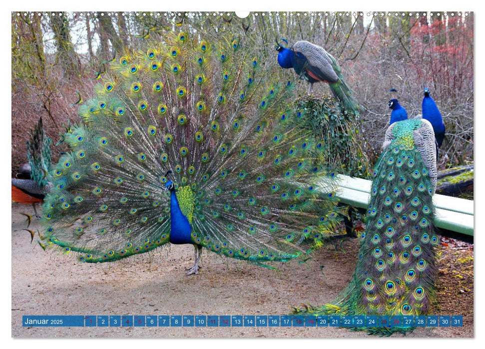 Die Pfaueninsel in Berlin (CALVENDO Wandkalender 2025)