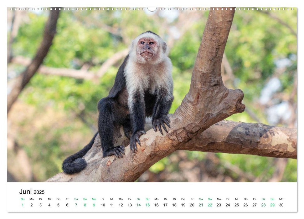 Costa Rica - Tropische Tierwelt (CALVENDO Premium Wandkalender 2025)