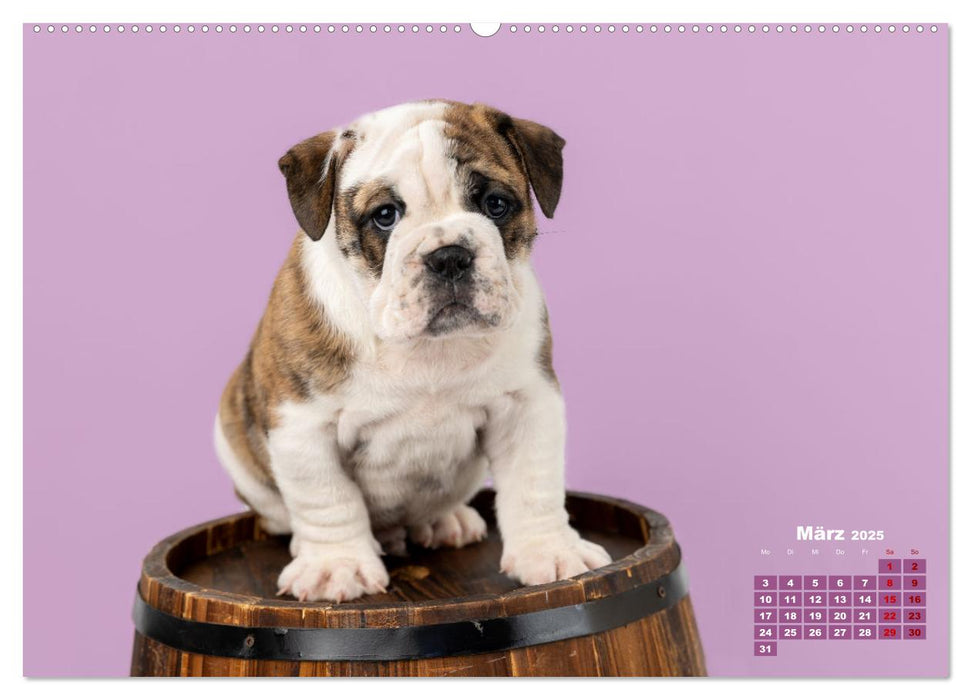 Old English Bulldog Welpen (CALVENDO Premium Wandkalender 2025)