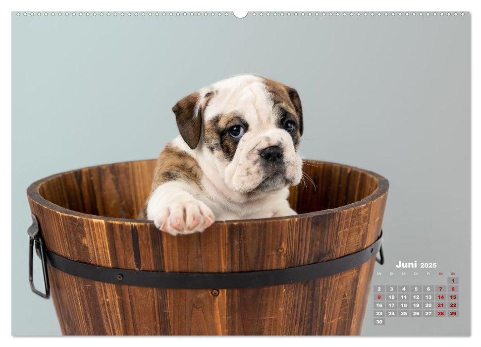 Old English Bulldog Welpen (CALVENDO Premium Wandkalender 2025)