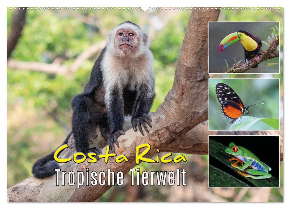 Costa Rica - Tropische Tierwelt (CALVENDO Wandkalender 2025)