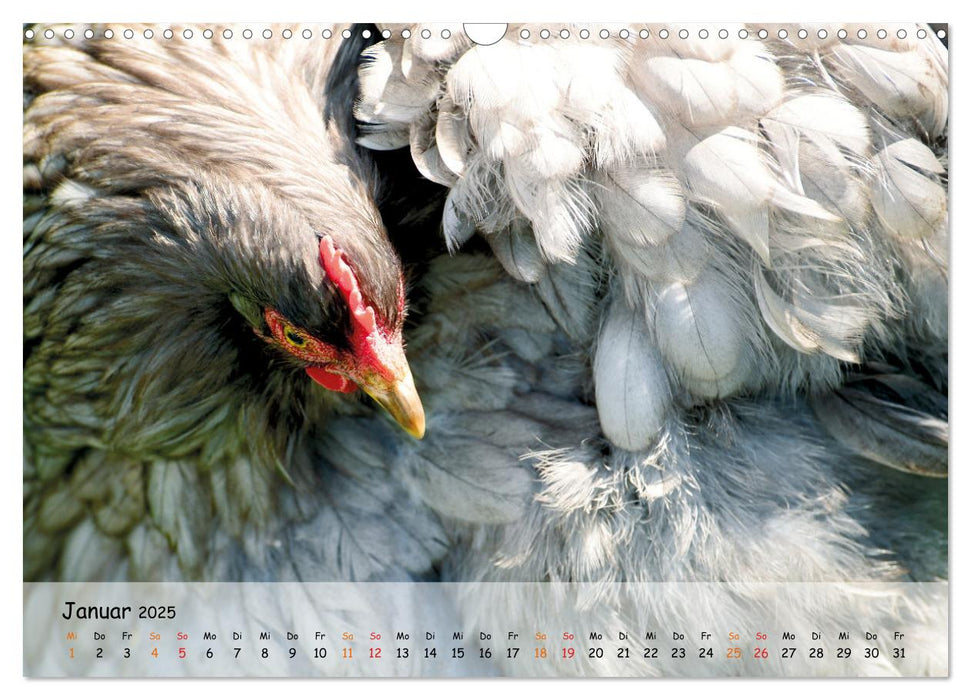 Hühner im Garten (CALVENDO Wandkalender 2025)