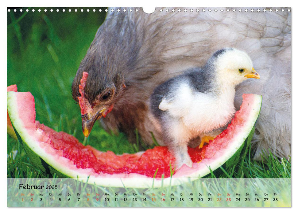 Hühner im Garten (CALVENDO Wandkalender 2025)