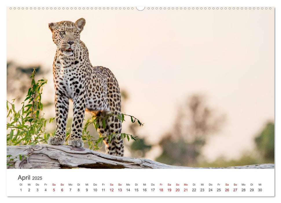 Botswana - Eine spannende Reise in ein wunderschönes Land. (CALVENDO Premium Wandkalender 2025)