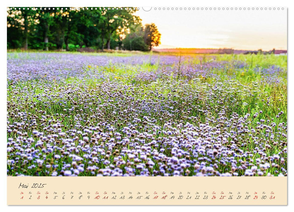 Friedländer Große Wiese (CALVENDO Wandkalender 2025)