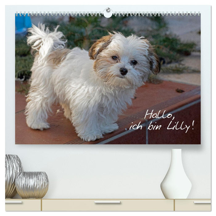 Hallo, ich bin Lilly (CALVENDO Premium Wandkalender 2025)