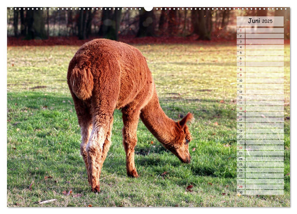 Alpaka, coole Typen mit wilden Frisuren (CALVENDO Wandkalender 2025)