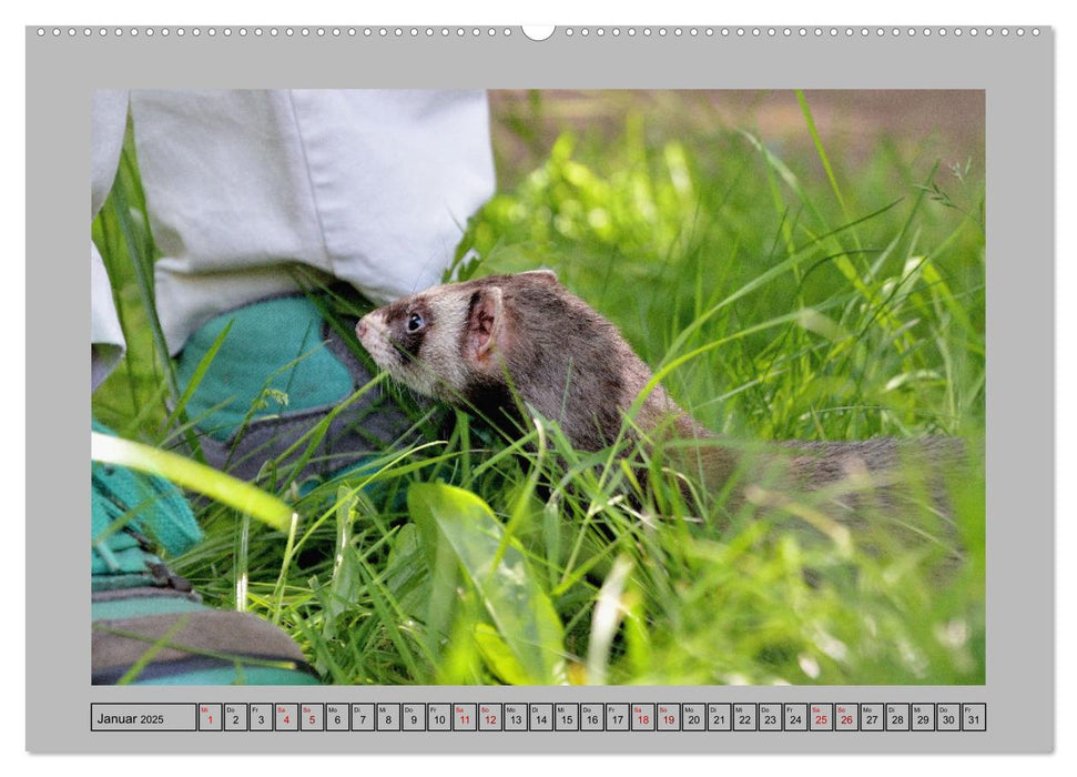 Frettchen - Freche Kobolde (CALVENDO Premium Wandkalender 2025)