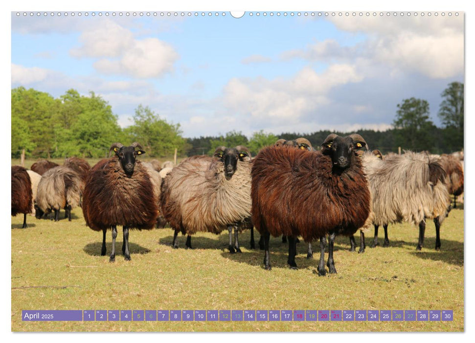 Die Farbenpracht der Lüneburger Heide (CALVENDO Premium Wandkalender 2025)