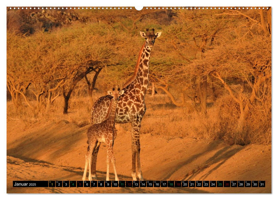 Verrückt nach SAFARI Unterwegs im Tsavo Ost und West Kenia (CALVENDO Premium Wandkalender 2025)