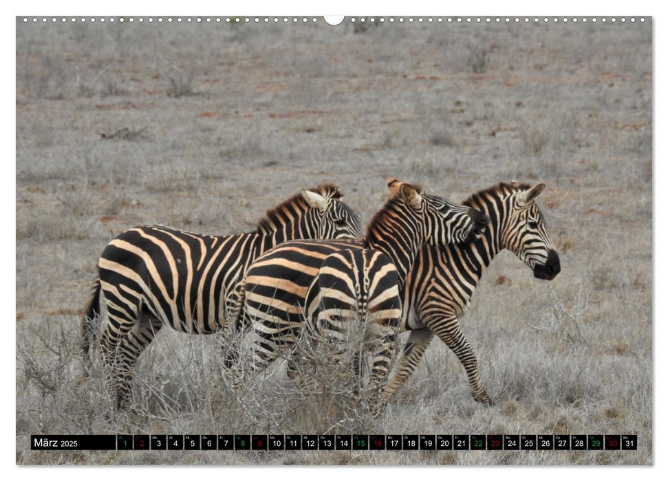 Verrückt nach SAFARI Unterwegs im Tsavo Ost und West Kenia (CALVENDO Premium Wandkalender 2025)