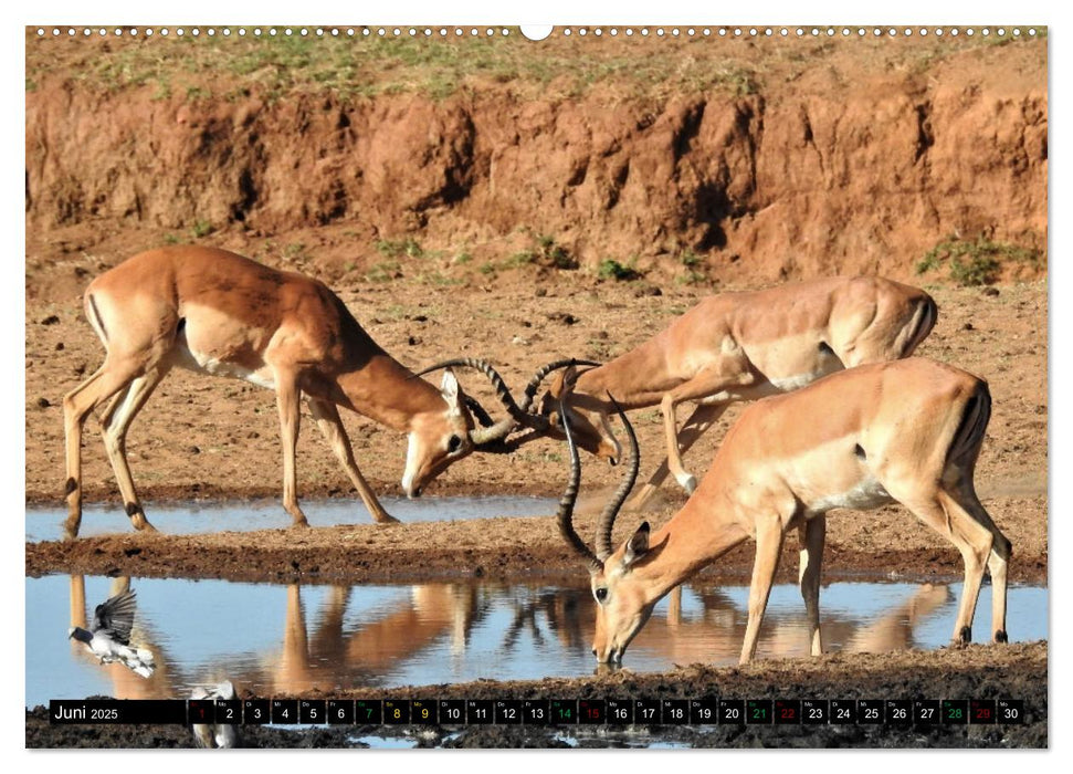 Verrückt nach SAFARI Unterwegs im Tsavo Ost und West Kenia (CALVENDO Premium Wandkalender 2025)