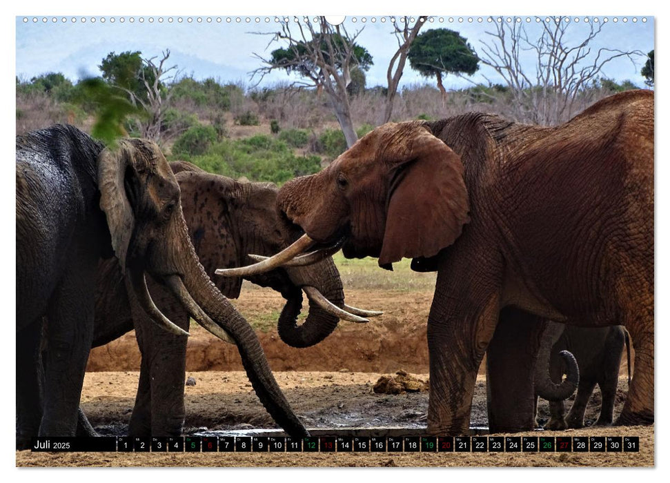 Verrückt nach SAFARI Unterwegs im Tsavo Ost und West Kenia (CALVENDO Premium Wandkalender 2025)